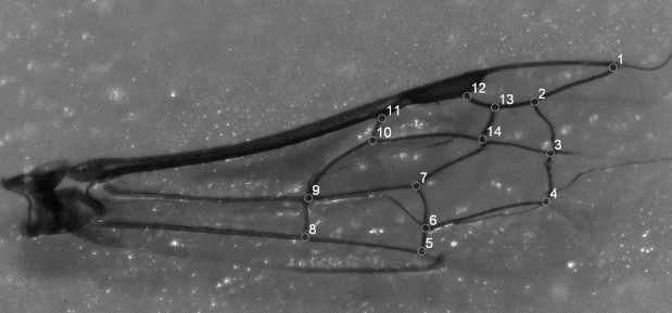 Figure 1. Landmark order and placement