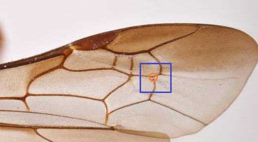 Landmark 3 variation