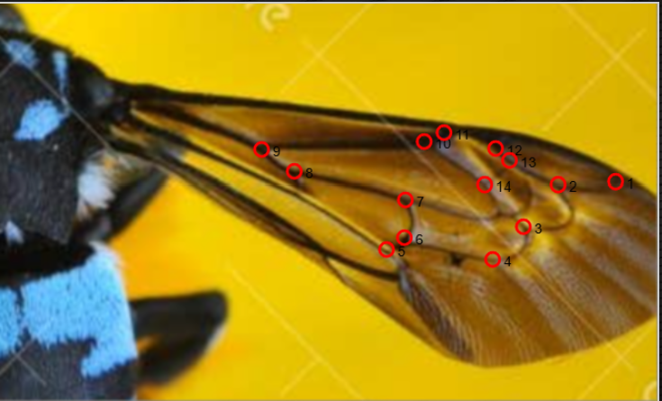 Figure 3. Thyreus venation patterns