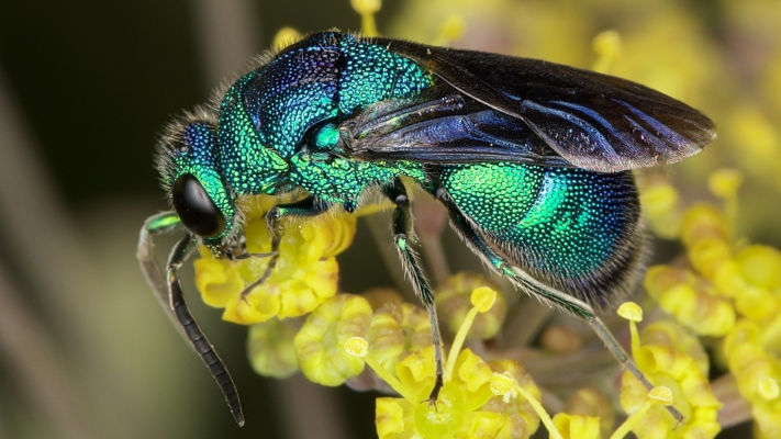  Cuckoo Wasp (Chrysididae)