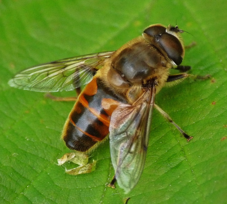 Eristalis tenax (Drone Fly)