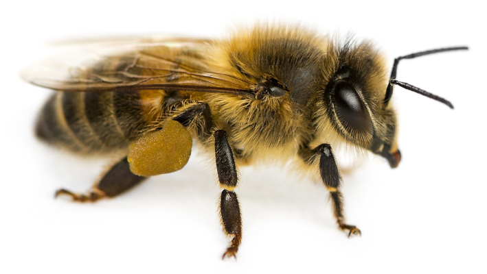  European Honey Bee (Apis mellifera)