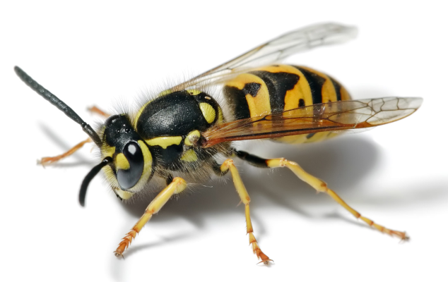  European Wasp (Vespula germanica)