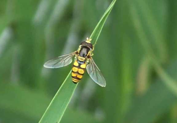 Syrphidae (Hover Fly)